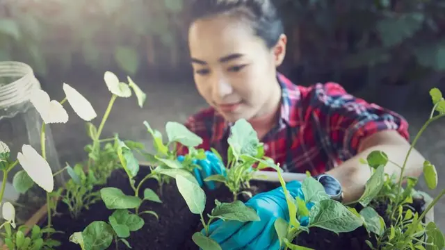 Ilustrasi berkebun/freepik.com/EyeEm