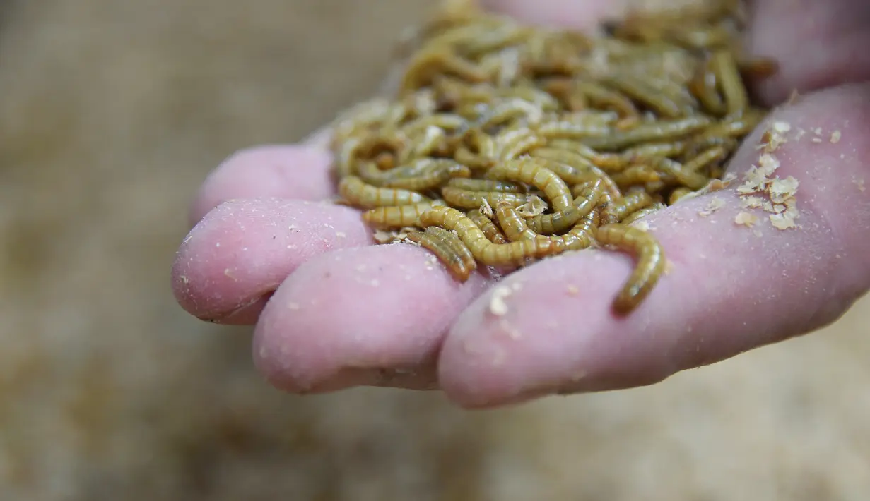 Seorang karyawan menunjukkan ulat di peternakan serangga eksperimental Ynsect di Dole, Prancis (8/2). Peternakan serangga ini memproduksi protein premium dari bahan-bahan alami ulat. (AFP/Sebastien Bozon)