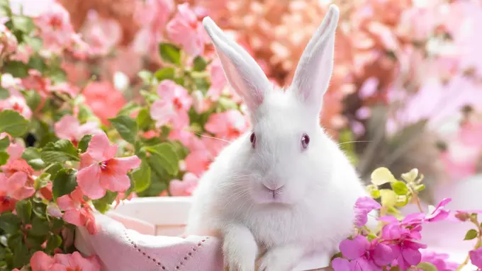 [Bintang] Mengenal Karakter Shio Kelinci, Bagaimana Peruntungannya?