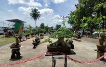 Trivia Bonsai: Hobi Bernilai Ekonomi Tinggi, Penghobi Bonsai Bengkayang Sulap Tanaman Jadi Cuan Belasan Juta Rupiah!