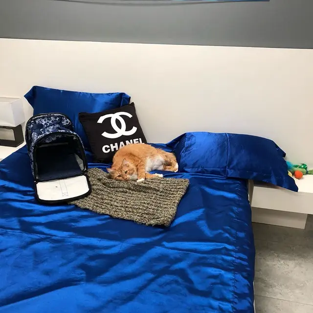 Hotel mewah untuk kucing, Luxe Pet Hotel, Las Vegas, Amerika. (dok. Instagram @luxepethotels/https://www.instagram.com/p/B2-2SR8BQsj//Adhita Diansyavira)