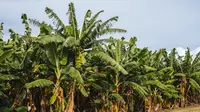 Ilustrasi pohon pisang. (Photo by Vije Vijendranath on Unsplash)