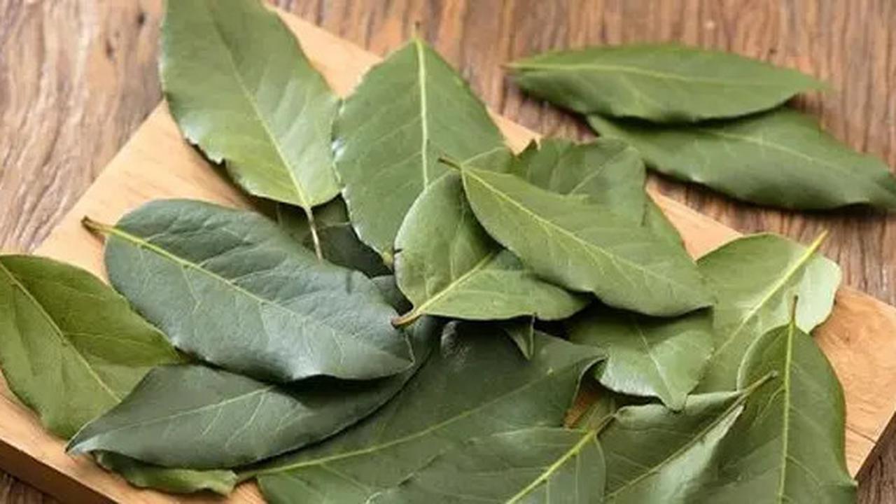 Cara Kerja Air Rebusan Daun Salam, Obat Tradisional yang Berguna untuk Kesehatan Jantung dan Kolesterol