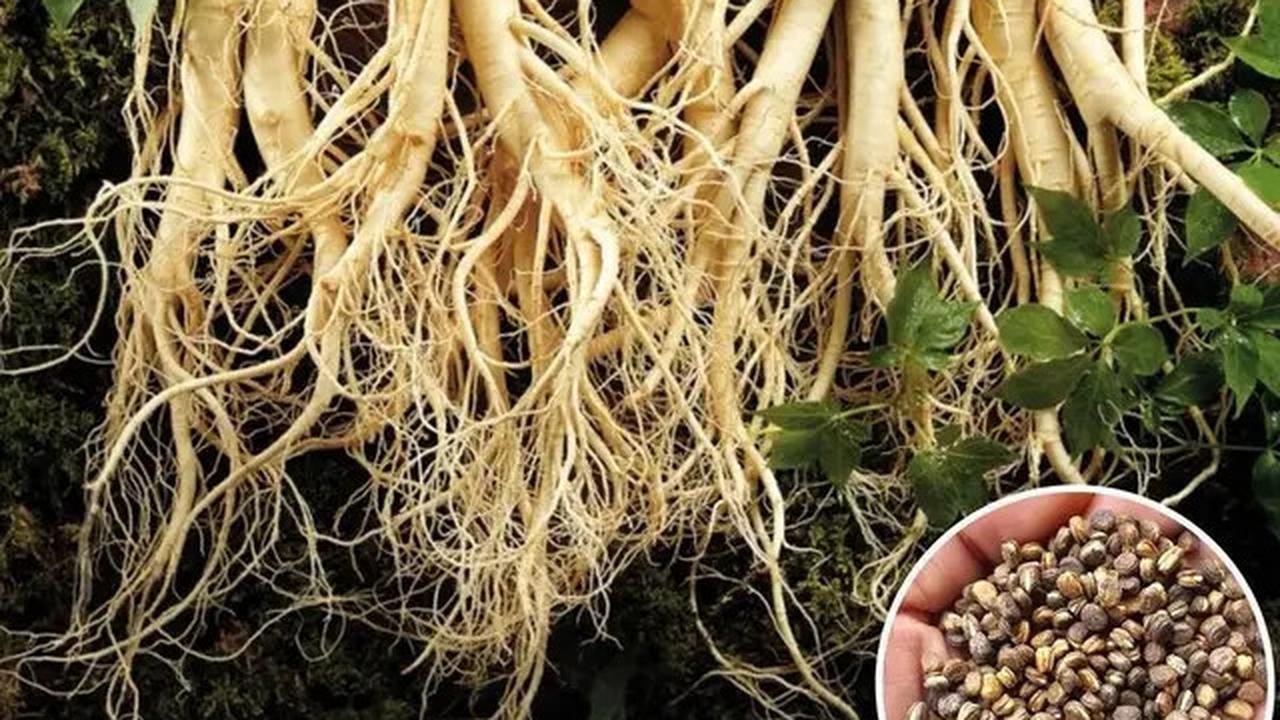 Manfaat Akar Ginseng, Rahasia Herbal untuk Stamina dan Kesehatan