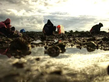Penduduk desa memanen tiram di muara sungai di tepi pantai di Lhokseumawe, provinsi Aceh (27/6/2021). Tiram Aceh sangat bermutu karena didukung dari keberadaan lingkungan yang belum tercemar limbah industri. (AFP/Azwar Ipank)