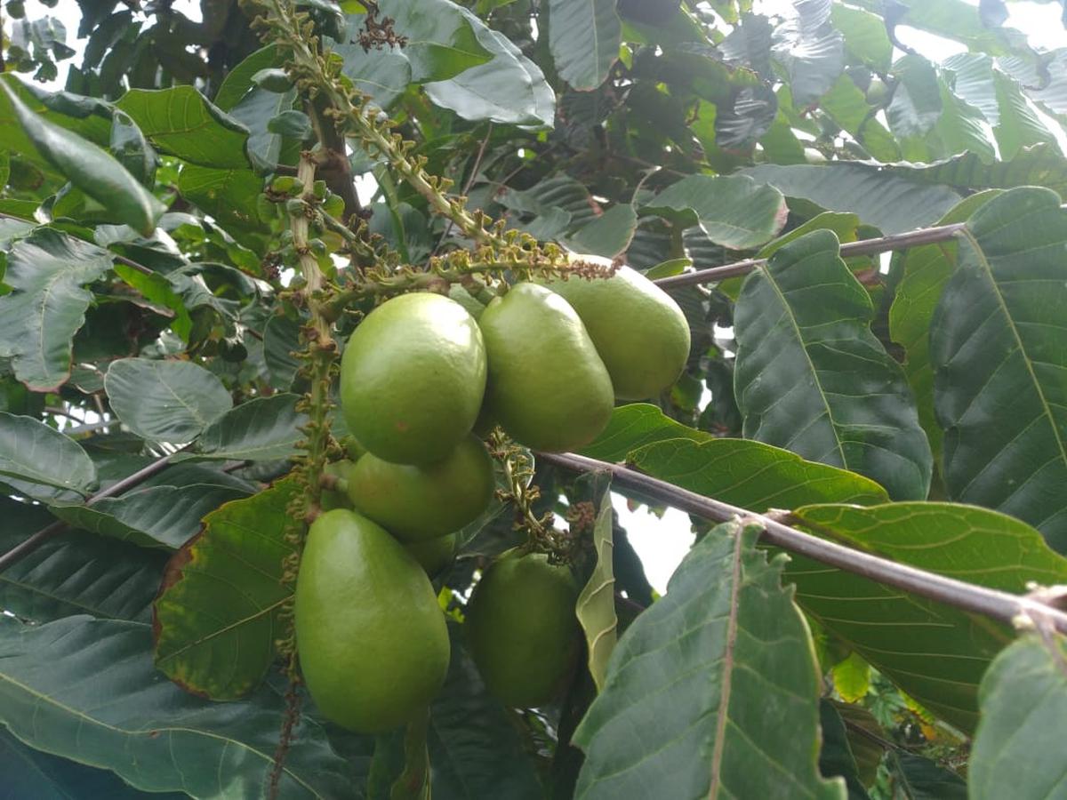 Buah matoa di Desa Dalangan, Kecamatan Todanan, Kabupaten Blora. (Liputan6.com/Ahmad Adirin)