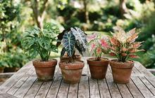10 Jenis Tanaman Hias Berdaun Unik yang Cantik Ditanam di Teras Rumah, Bikin Halaman Makin Cantik