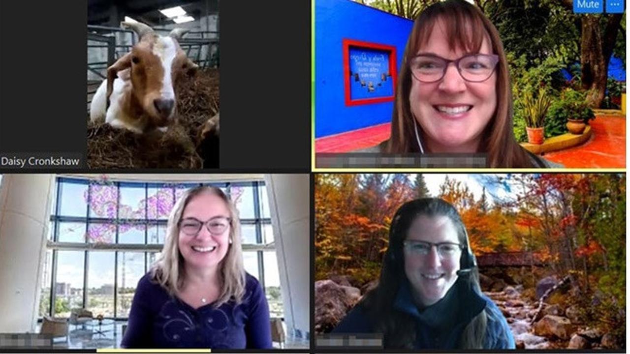 Bikin Bisnis Video Call dengan Kambing, Wanita Ini Raup Untung Rp 955 Juta