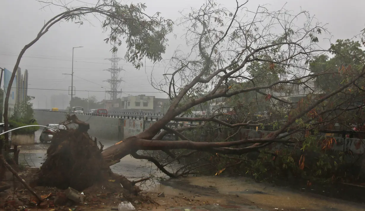 Sebuah pohon tumbang memblokir jalan setelah hujan lebat akibat siklon Tauktae di Ahmedabad, India, pada Selasa (18/5/2021). Topan Tauktae disebut yang terbesar melanda wilayah itu dalam beberapa dekade terakhir.  (AP Photo/Ajit Solanki)