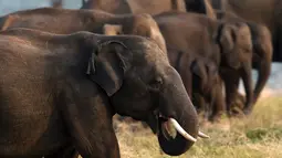 Gajah Sri Lanka memakan rumput di sebuah lapangan di taman nasional Kaudulla, Habarana, 30 Juli 2018. Secara umum taman Nasional ini memiliki 24 spesies mamalia, 25 spesies reptil, 26 jenis ikan, dan 160 spesies burung. (AFP PHOTO/ISHARA S. KODIKARA)