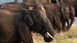 Gajah Sri Lanka memakan rumput di sebuah lapangan di taman nasional Kaudulla, Habarana, 30 Juli 2018. Secara umum taman Nasional ini memiliki 24 spesies mamalia, 25 spesies reptil, 26 jenis ikan, dan 160 spesies burung. (AFP PHOTO/ISHARA S. KODIKARA)