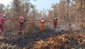 56 Titik Panas Terdeteksi di Lampung Timur, Mayoritas di Way Kambas