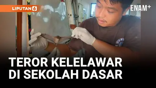 VIDEO: Teror Kelelawar di Sekolah Dasar Bikin Proses Belajar Terganggu