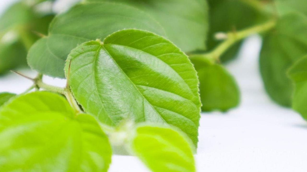 Efek Samping Daun Bidara