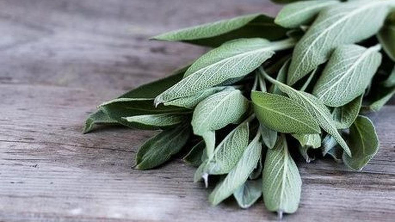 5. Daun Sage