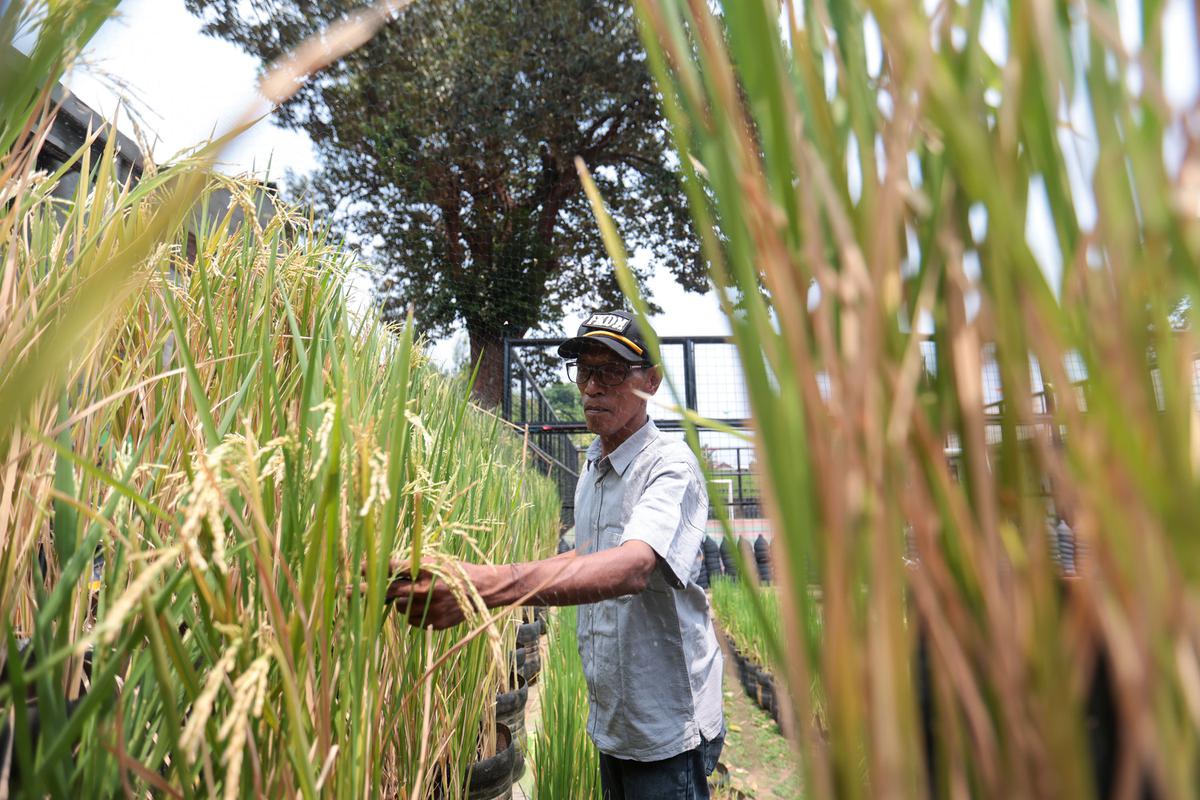 Tanam Padi dalam Galon untuk Ketahanan Pangan dan Bantu Anak Stunting
