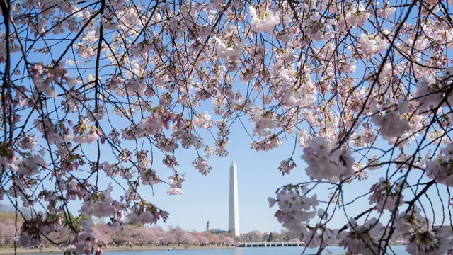 Washington Sambut Festival Bunga Sakura Nasional 2023