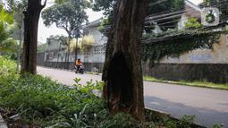 Keberadaan pohon menjadi aset ekologis bagi sebuah kota. Keberadaan pohon juga menjadi salah satu cara alami untuk mengurangi dampak krisis iklim. (Liputan6.com/Angga Yuniar)