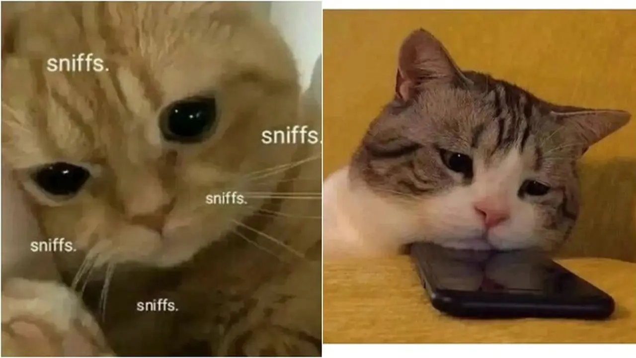 8 Potret Kucing saat Sedih Ini Justru Bikin Gemas
