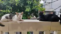 15 Link Twibbon Hari Kucing Sedunia 8 Agustus 2023, Cocok Dibagikan ke WhatsApp, Twitter, dan Instagram. (Liputan6.com/ Sulung Lahitani)