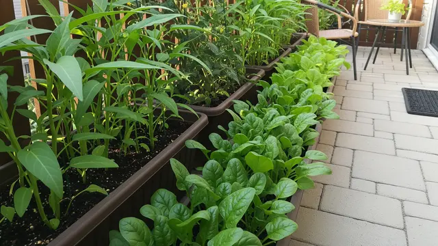 Kebun Sayur di Pot Panjang di Teras Rumah