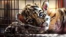 Seekor anak harimau bengal yang baru lahir bernama "Covid" terlihat di Pusat Penyelamatan dan Rehabilitasi Satwa Liar "BioZoo" di negara bagian Veracruz, Meksiko, 5 April 2020. Pemberian nama itu terinspirasi dari pandemi yang saat ini tengah melanda dunia yaitu Corona COVID-19. (VICTORIA RAZO/AFP)