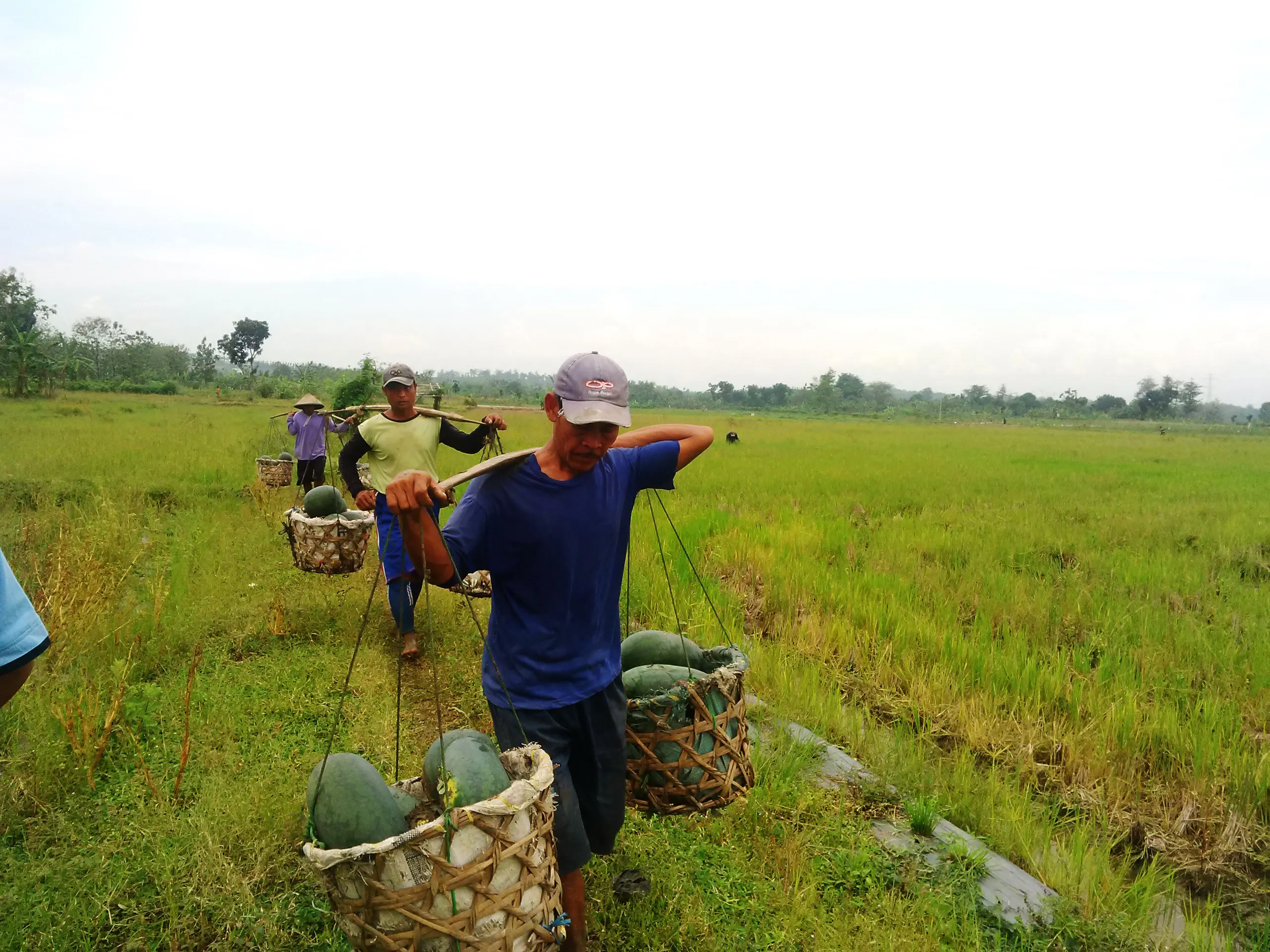 Sejumlah buruh harian mengangkut semangka dari ladang ke truk tempat penimbangan. (Liputan6.com/Felek Wahyu)