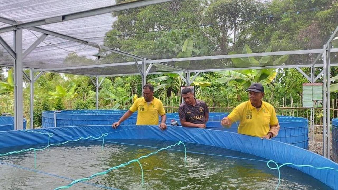 Bukan Sekadar Penjara: Lapas Namlea Sukses Kembangkan Budi Daya Ikan Air Tawar, WBP Jadi Mandiri
