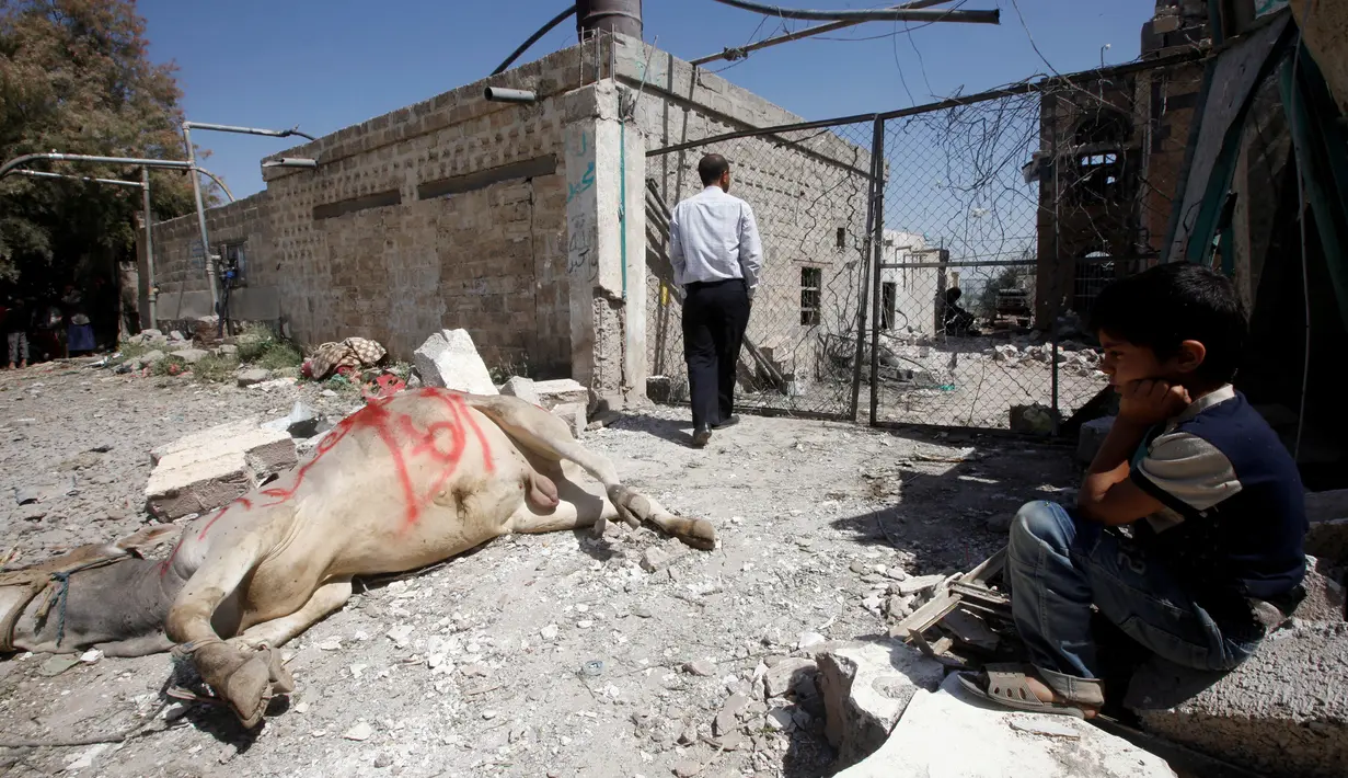 Seorang anak melihat seekor sapi yang mati usai terkena serangan udara Saudi di Kota Sanaa, Minggu (4/9). Serangan udara tersebut untuk menargetkan kelompok Houthi dan menyasar ke pemukiman penduduk sipil Yaman. (REUTERS/Mohamed al-Sayaghi)