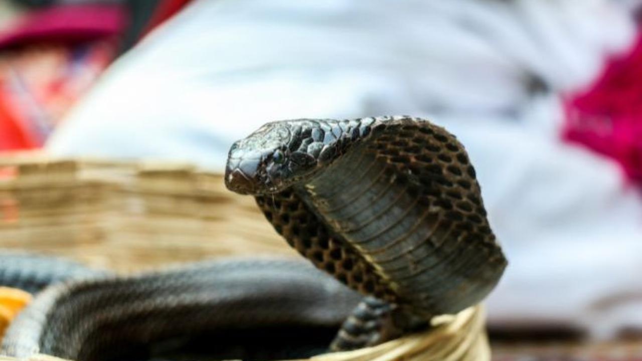 Kisah Nyawa yang Hilang Demi Penemuan Penangkal Racun Ular Paling Mematikan di Dunia