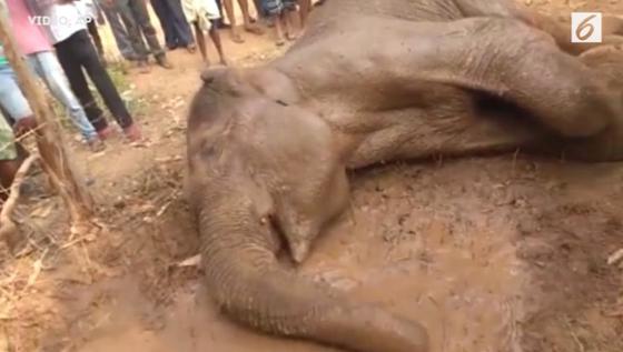 Seekor Gajah Tewas Akibat Kemarau Panjang 