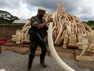 Petugas Patroli memegang gading gajah yang berhasil disita, Nairobi National Park, Kenya, Jumat (28/4/2016). Gading gajah sebanyak 105 ton tersebut rencananya akan dimusnahkan dengan dibakar. (Reuters/Thomas Mukoya)