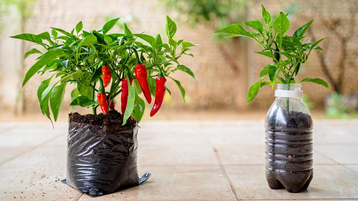 Perbedaan Menanam Cabai di Botol Plastik dan Polybag, Mana yang Lebih Baik? 