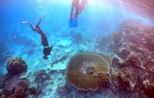 Melihat ribuan terumbu karang rusak parah di laut Queensland