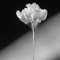 Inilah cerita Kadek Suardana, pria asal Bali yang rumahnya 'didatangi' bunga Udumbara, bunga langka yang mekar 3000 tahun sekali. (Ilustrasi: mountainrecord.org)