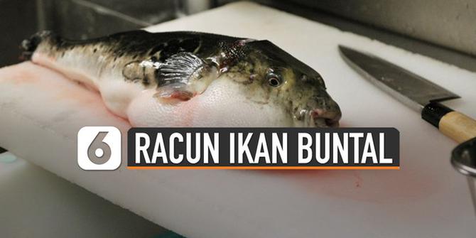 VIDEO: Racun Ikan Buntal Dianggap Lebih Berbahaya dari Sianida