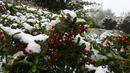 Salju segar menutupi pohon selama hujan salju pertama di Katoomba di pegunungan Blue Mountains, Kamis (10/6/2021). Blue Mountains merupakan wilayah taman nasional di New South Wales dengan kondisi geografisnya terdiri dari pegunungan. (AFP/Saeed KHAN)