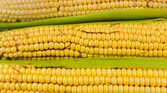 Cara Menghilangkan Rambut Jagung dengan Mudah, Cukup Pakai Kain Lembap