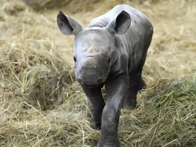 Badak hitam timur yang terancam punah berjalan dalam kandangnya di kebun binatang di Dvur Kralove, Republik Ceko, Rabu (16/3/2022). Anak badak jantan itu lahir pada 4 Maret 2022 dan diberi nama Kyiv. (AP Photo/Petr David Josek)