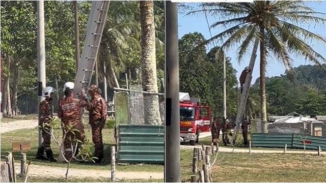 Manjat Pohon Tapi Tak Bisa Turun, Kucing Ini Akhirnya Dievakuasi Damkar