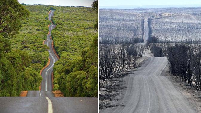 Sebelum dan Sesudah Kebakaran di Australia (Sumber: Boredpanda)