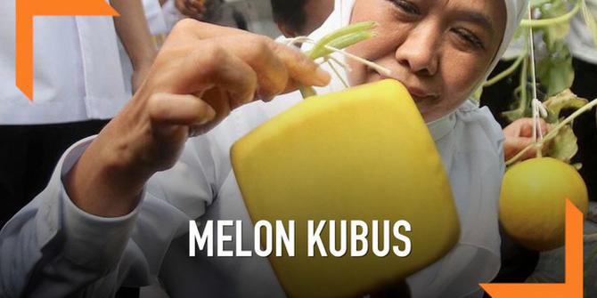 VIDEO: Wow, Ada Melon Bentuk Kubus Dan Hati di Jawa Timur