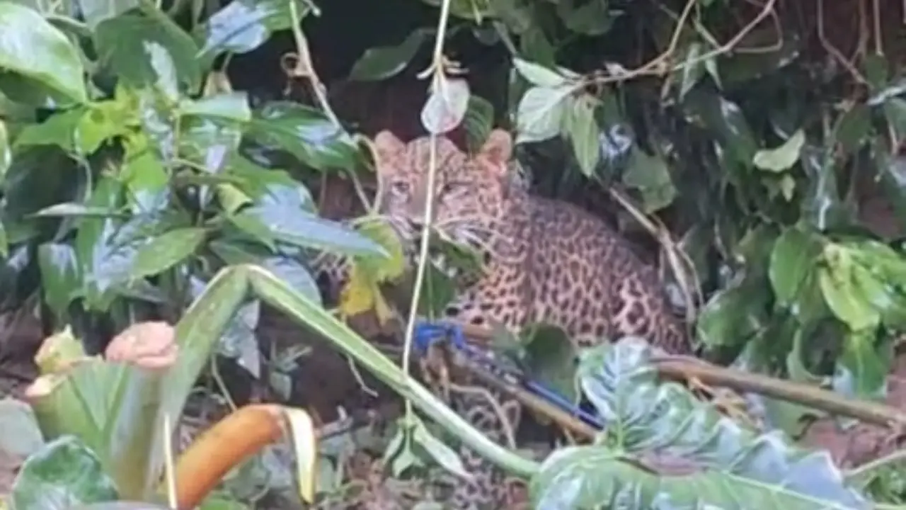 Tangkapan layar macan tutul terjerat di kawasan Gunung Mas Puncak, Kampung Batik, Desa Tugu Selatan, Kecamatan Cisarua, Bogor. (Dok. Istimewa)