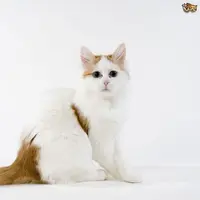 ilustrasi foto untuk video seekor kucing ditolong anjing  |foto : Istimewa 