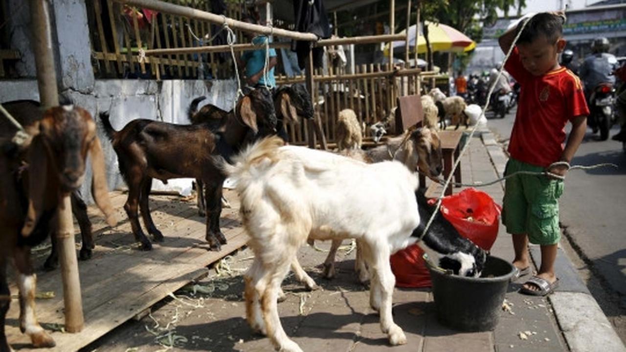 Melihat persiapan perayaan Idul Adha di berbagai belahan dunia