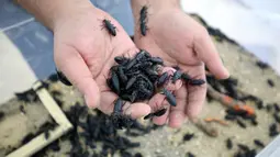 Pengusaha Kuwait Jassem Buabbas menunjukkan kumbang Darkling dalam ruangan khusus di peternakannya di Kabad, Kuwait, 20 Mei 2021. Serangga dimakan secara luas di seluruh dunia. (YASSER AL-ZAYYAT/AFP)