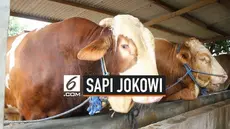 Seorang penjual hewan kurban mengaku menjual sapi jenis simental seberat 1,2 ton pada Presiden Jokowi. Hewan tersebut akan disalurkan pada masjid di Provinsi Banten.