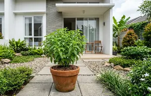 Cara Menanam Stevia di Pot untuk Pemula, Bisa Jadi Pengganti Gula