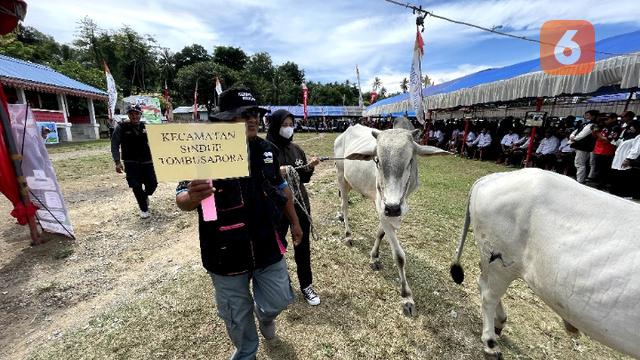 Kontes ternak sapi dan kambing di Donggala