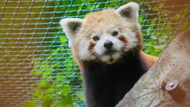 red panda